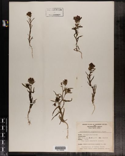 Plantae