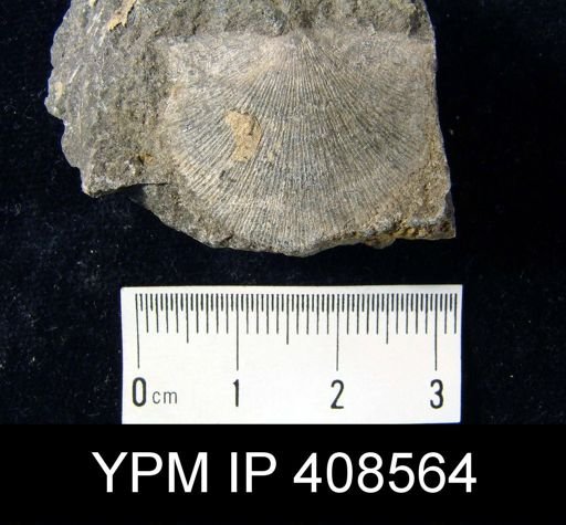 Strophodonta sp.