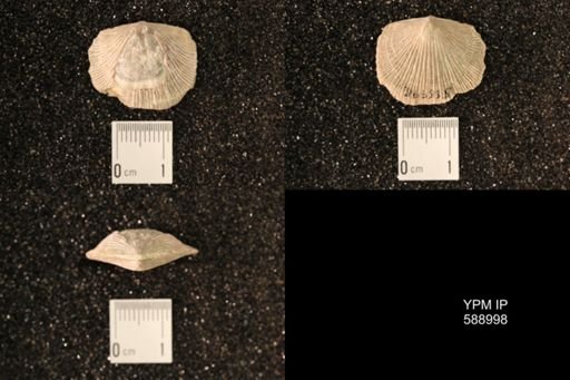 Dinorthis subquadrata