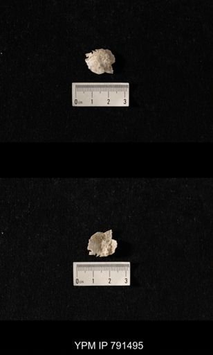 Edriosteges multispinosus