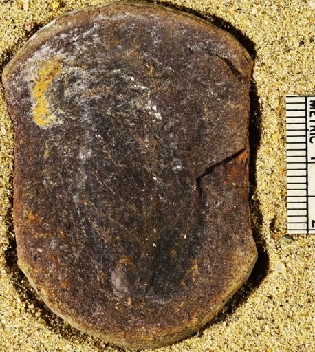 Pecopteris