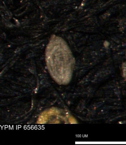 Spirolocammina planula
