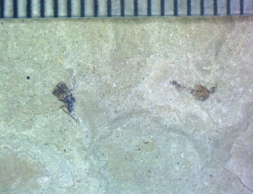 undet. Diptera