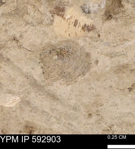 undet. Bivalvia