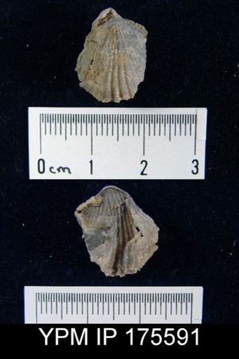 undet. Rhynchonellida