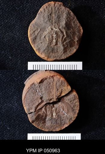 Euproops danae