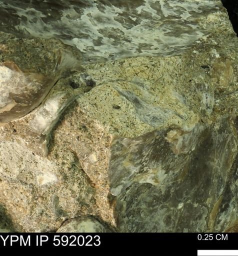 undet. Bivalvia