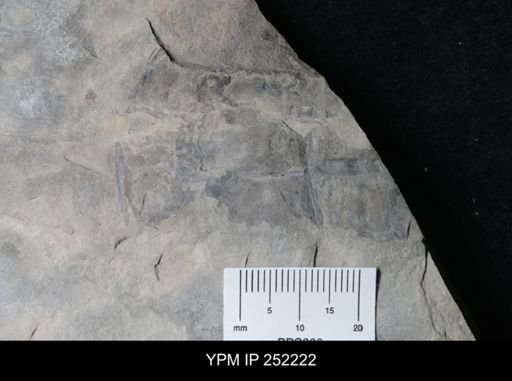 Eurypterus sp.
