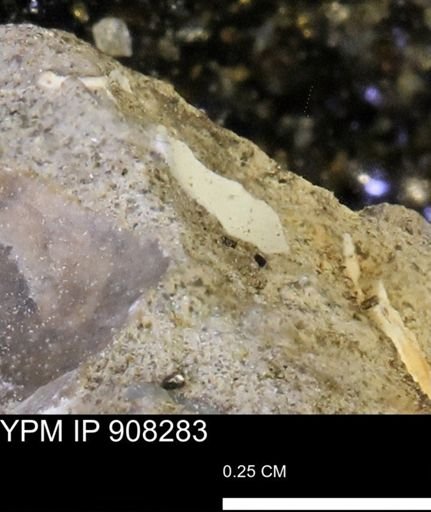 undet. Mollusca