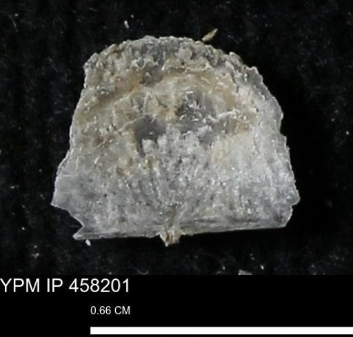 Chonetes mucronatus