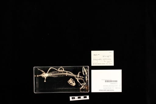Uranoscodon superciliosus