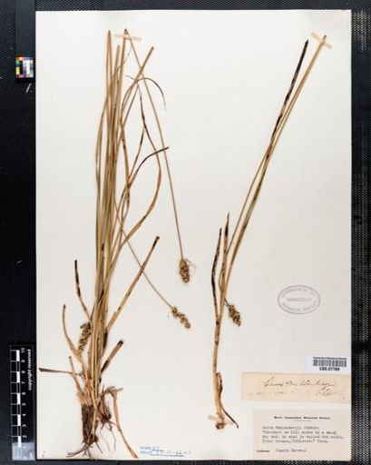 Carex vulpinoidea