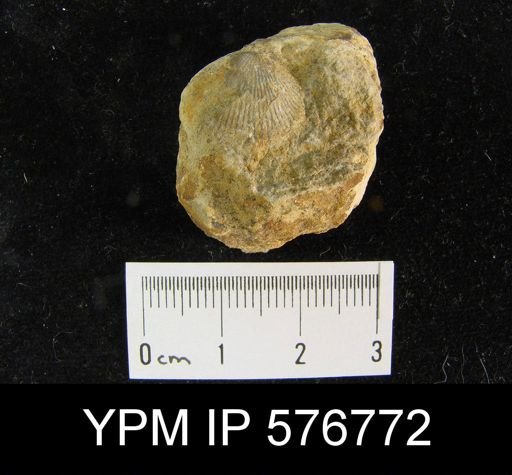Atrypa reticularis
