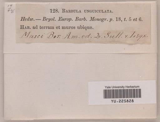 Barbula unguiculata