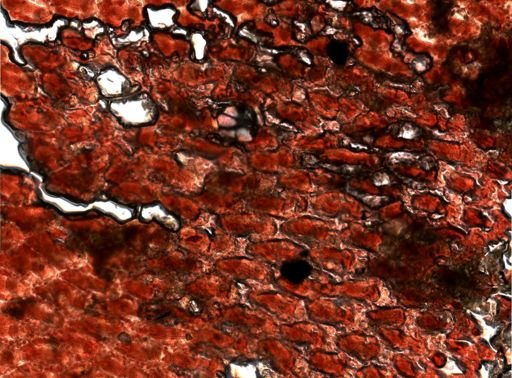 Rhynchozoon rostratum