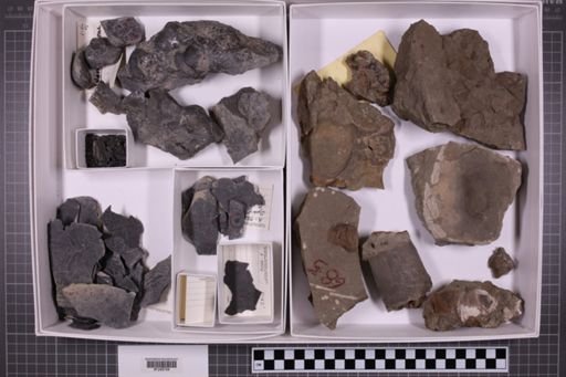 mixed taxa, stratigraphic collection