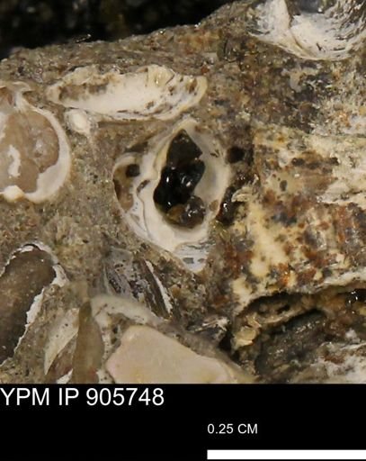 Corbulamella?