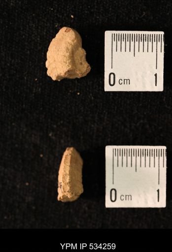 Stenopoceras?