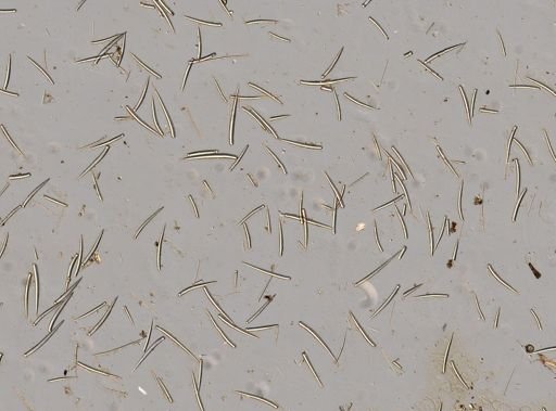 Clathria pennata