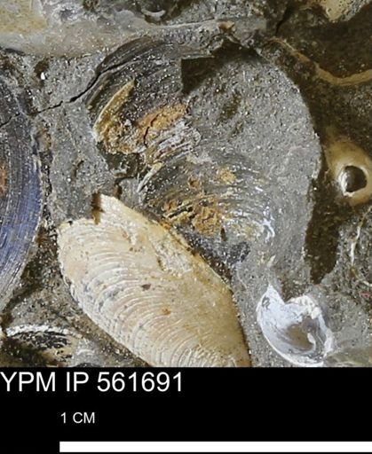 Limopsis sp.