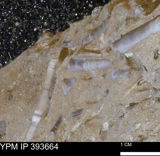 undet. Serpulidae
