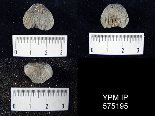 Anastrophia internascens