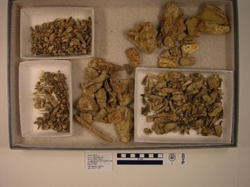 Leidyosuchus sp.