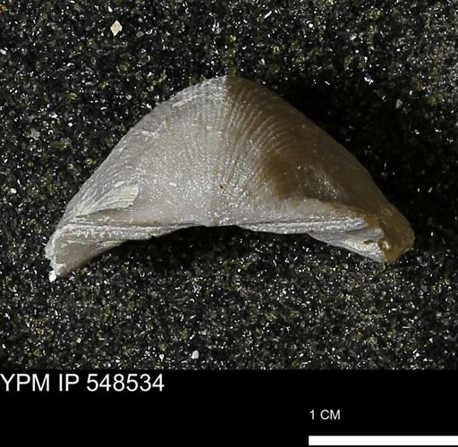 Stropheodonta navalis