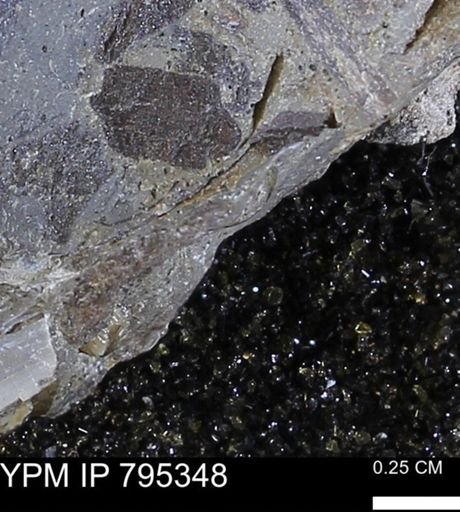 undet. Mollusca