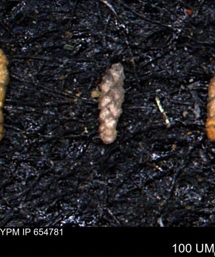 Ammobaculoides phaulus