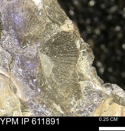 Oxytoma (Hypoxytoma) nebrascana