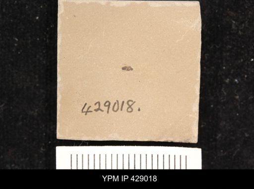 undet. Diptera