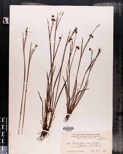 Sisyrinchium angustifolium