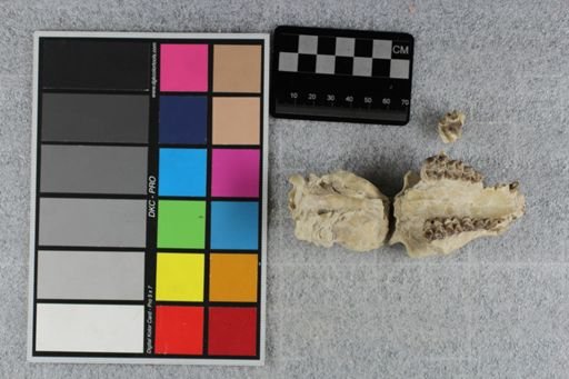 Mesohippus bairdii