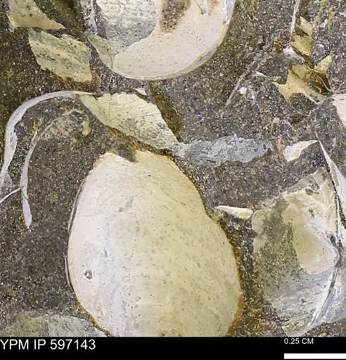 Limopsis striatopunctatus