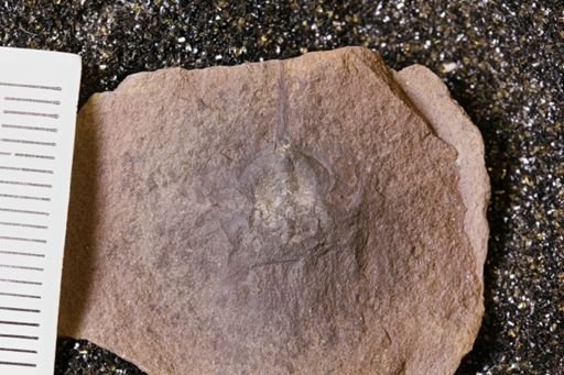 Euproops danae