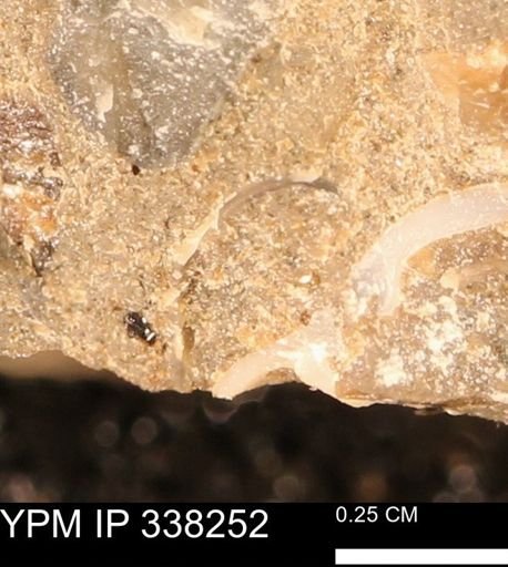 undet. Bivalvia