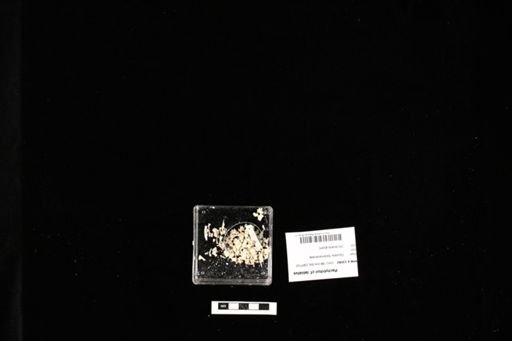 Pachytriton cf. labiatus
