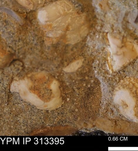 Corbicula sp.