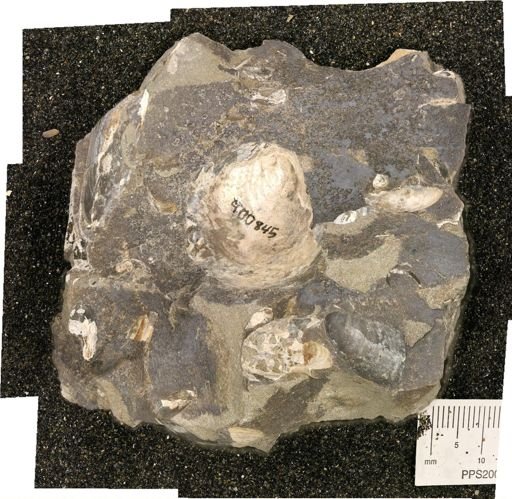 Inoceramus sp.
