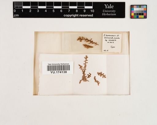 Plantae