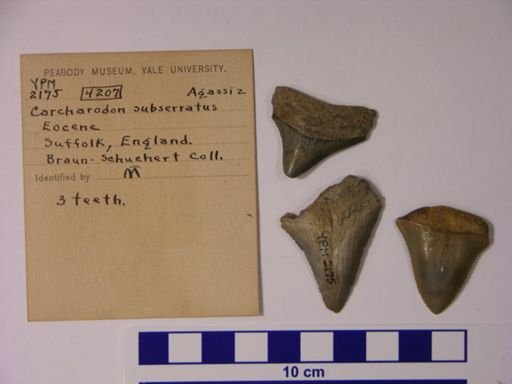 Carcharodon subserratus
