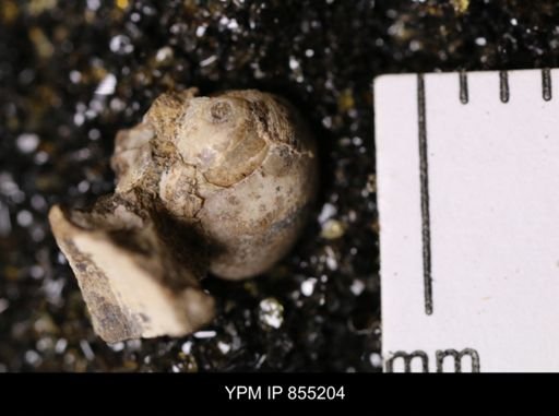 Oligoptycha?