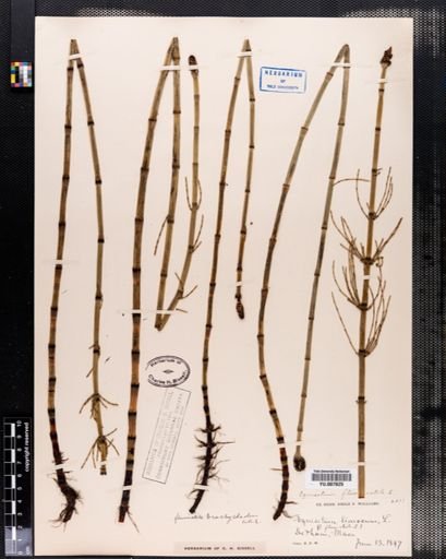 Equisetum fluviatile