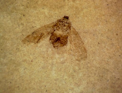 undet. Hemiptera