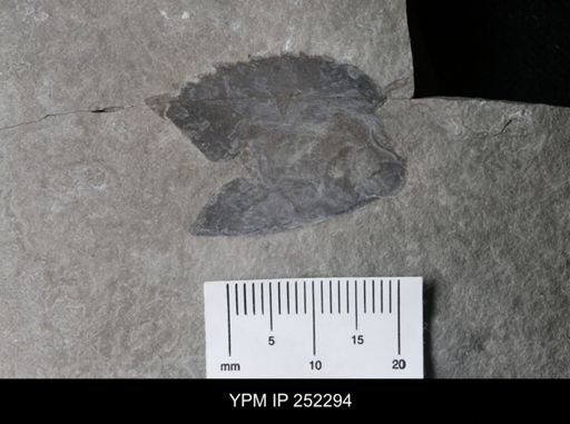 Dolichopterus sp.