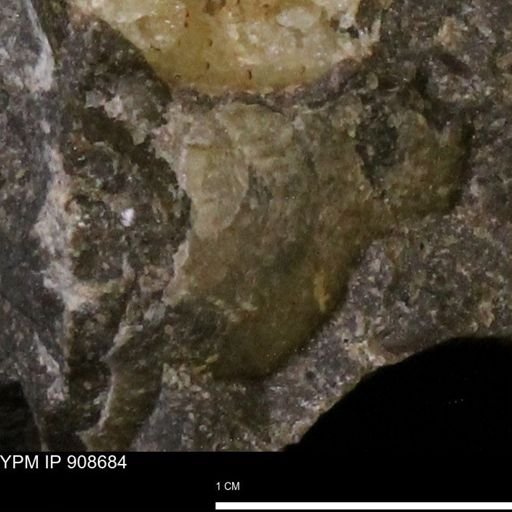 undet. Bivalvia