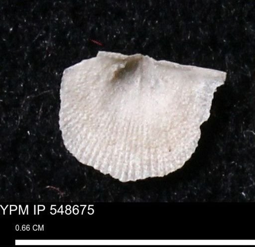 Stropheodonta perplana