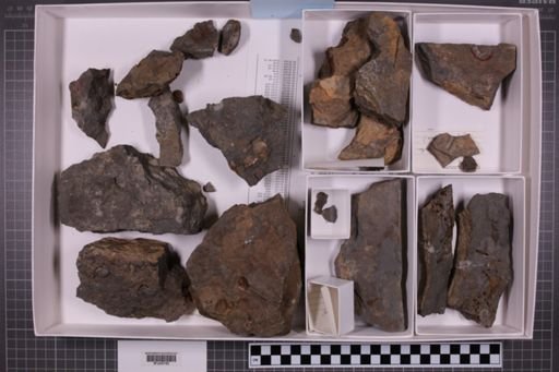 mixed taxa, stratigraphic collection