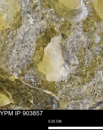 undet. Bivalvia